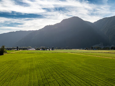 Mountains and a bright green farmers field in Abbotsford, BC