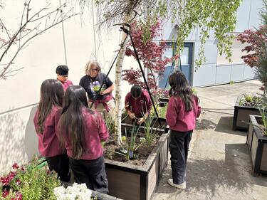 Dayle Thiessen at ATS revitalizing herb garden