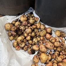 Potatoes