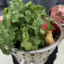 Herb Harvest